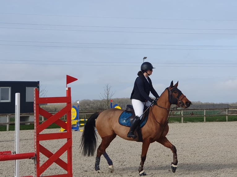 Trotón francés Yegua 8 años 146 cm Castaño in Beautor