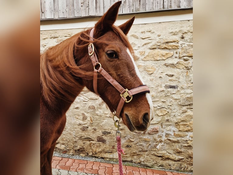 Trotón francés Yegua 8 años 160 cm Alazán in Waldhausen