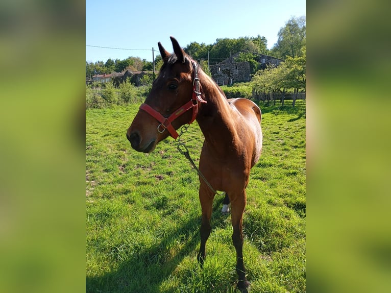 Trotón francés Yegua 8 años 160 cm Castaño in Ourense, Quintela De Leirado