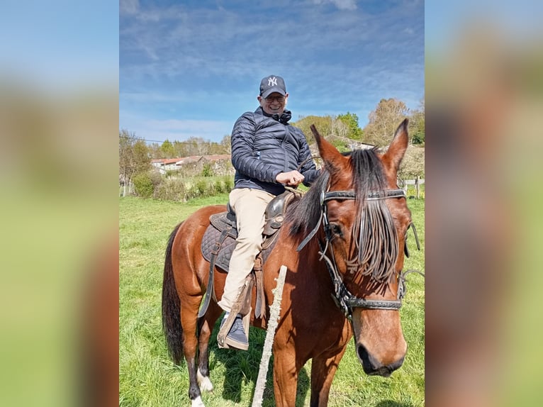Trotón francés Yegua 8 años 160 cm Castaño in Ourense, Quintela De Leirado