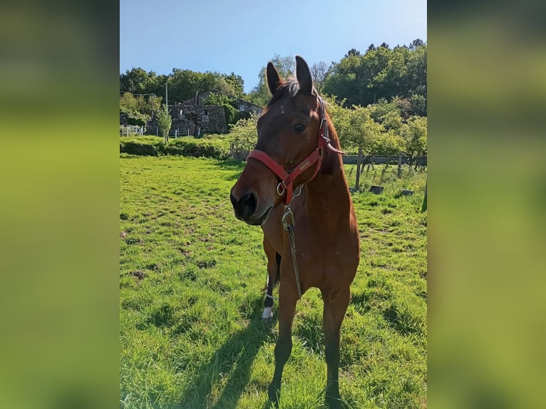 Trotón francés Yegua 8 años 160 cm Castaño in Ourense, Quintela De Leirado