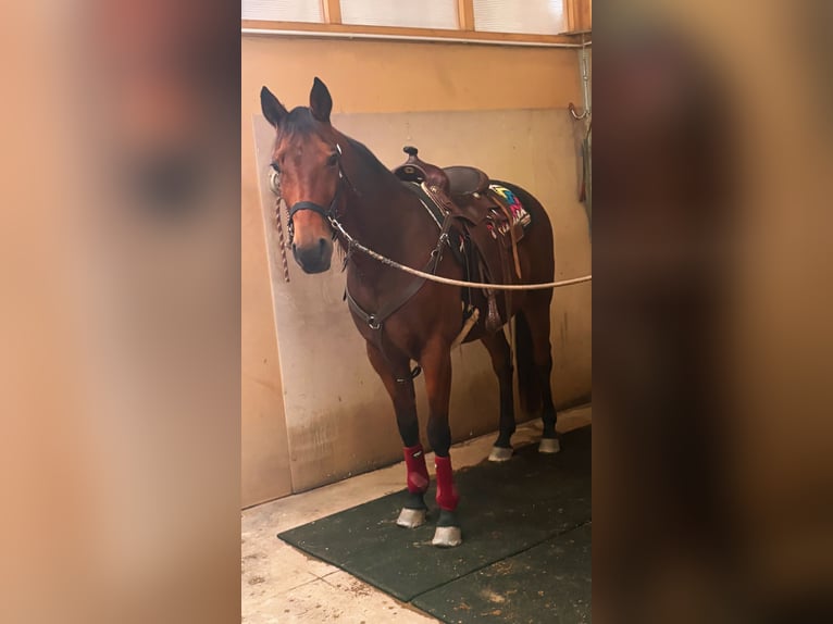 Trotón italiano Caballo castrado 13 años 163 cm Castaño in Como