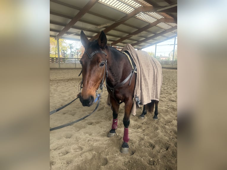 Trotón italiano Caballo castrado 14 años 163 cm Castaño in Como