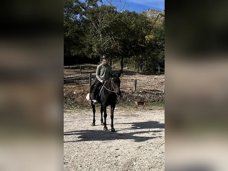 Trotón italiano Caballo castrado 23 años 165 cm Castaño oscuro in Capestrano