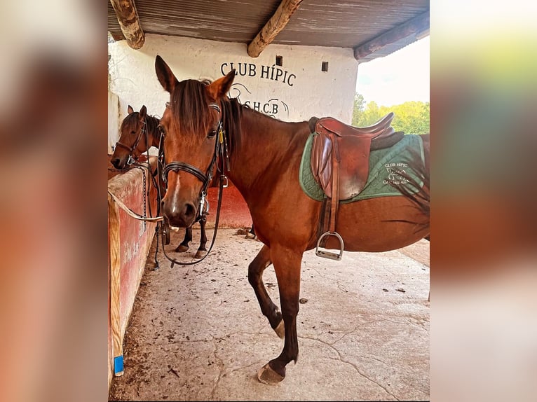 Trotón italiano Caballo castrado 7 años Castaño rojizo in Rubi