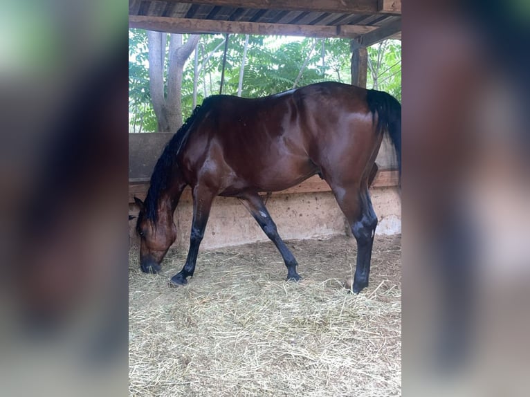 Trotón italiano Caballo castrado 7 años Castaño rojizo in Rubi