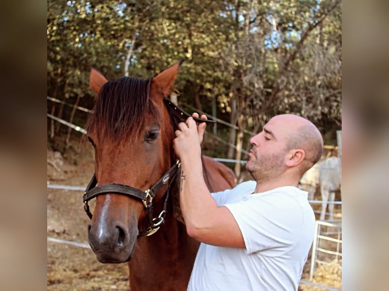 Trotón italiano Caballo castrado 7 años Castaño rojizo in Rubi