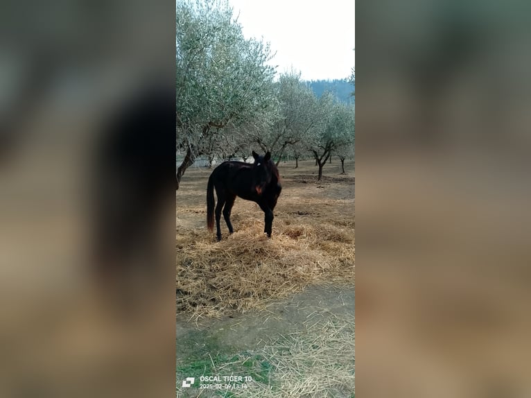 Trotón italiano Semental 4 años 190 cm Castaño in Villamagna(ch)