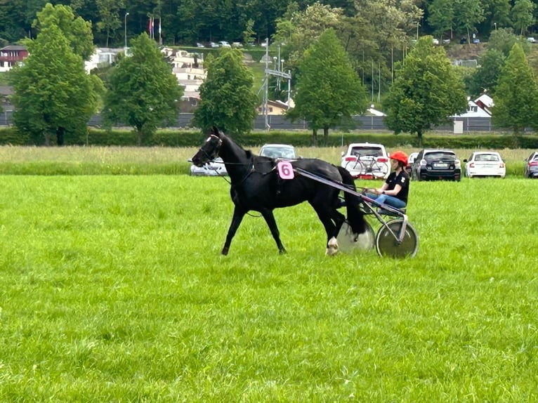 Trottatore Francese Castrone 10 Anni 164 cm Baio nero in Oberstammheim