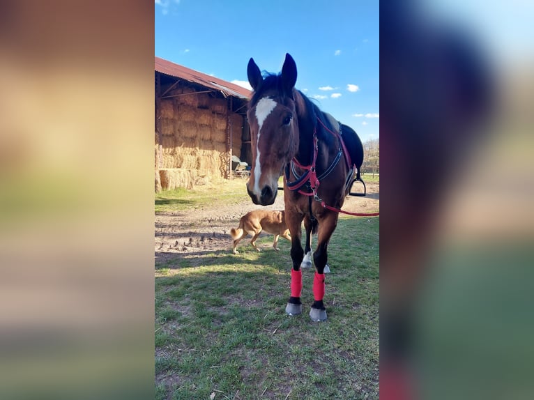 Trottatore Francese Castrone 10 Anni 167 cm Baio in Dijon