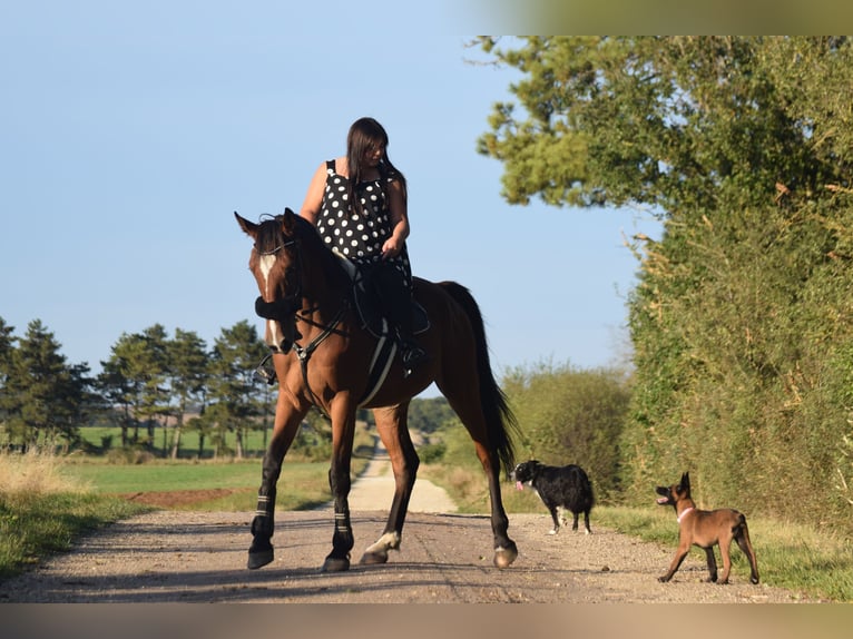 Trottatore Francese Castrone 10 Anni 167 cm Baio in Dijon