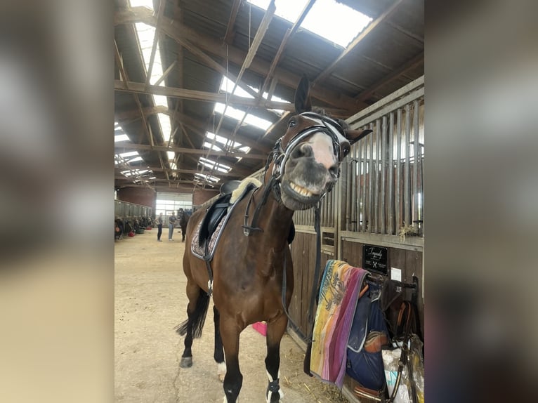 Trottatore Francese Castrone 10 Anni 170 cm Baio scuro in Lütter am Barenberge