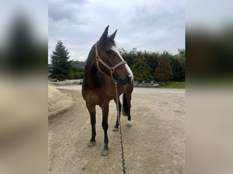 Trottatore Francese Castrone 10 Anni 170 cm Baio scuro in Lütter am Barenberge