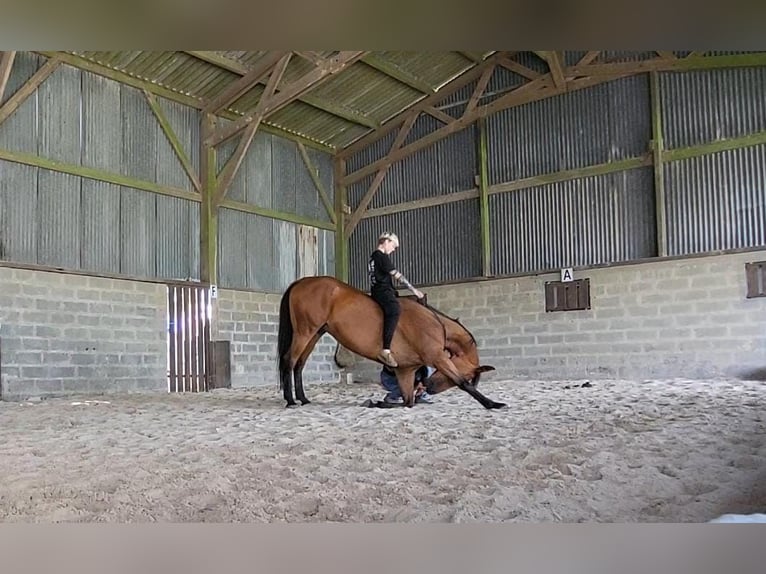 Trottatore Francese Castrone 10 Anni 175 cm Baio in Oostkamp