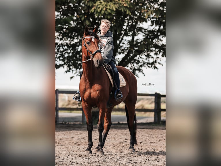 Trottatore Francese Castrone 11 Anni 175 cm Baio in Oostkamp