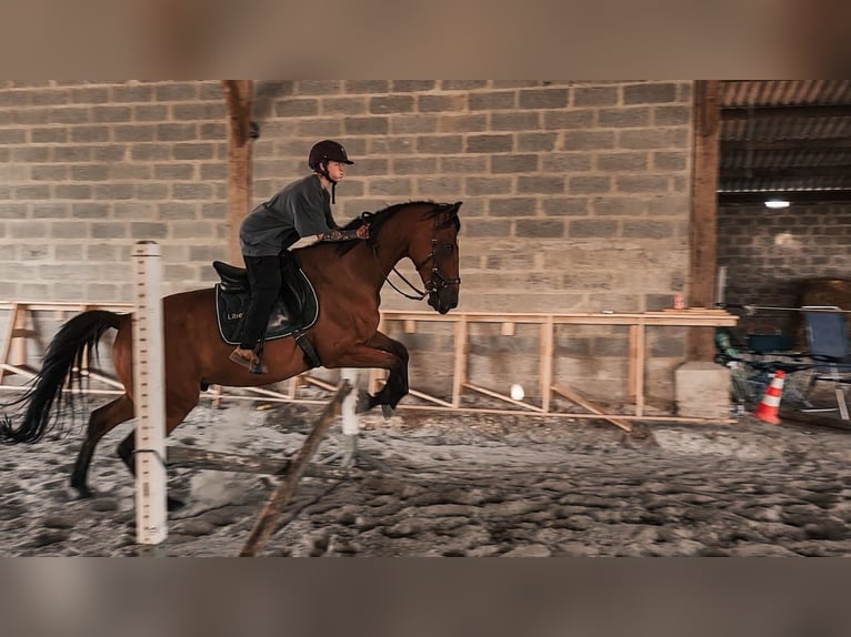 Trottatore Francese Castrone 11 Anni 175 cm Baio in Oostkamp