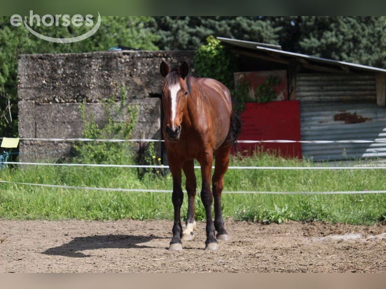 Trottatore Francese Castrone 11 Anni 177 cm Baio in Cruas