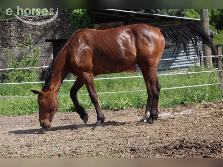 Trottatore Francese Castrone 11 Anni 177 cm Baio in Cruas