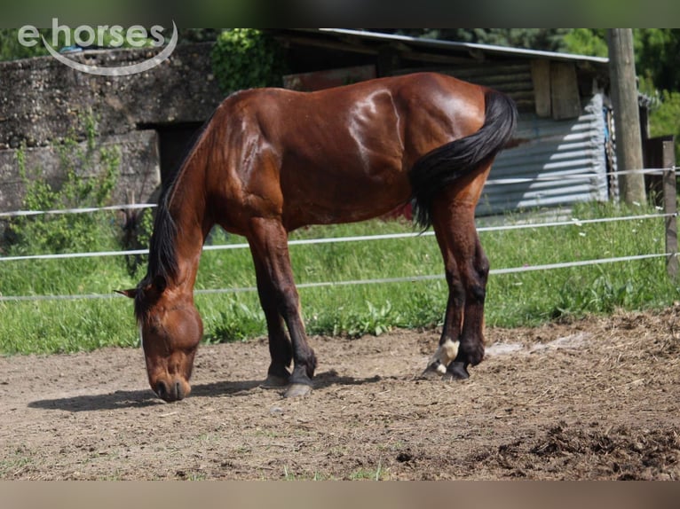Trottatore Francese Castrone 11 Anni 177 cm Baio in Cruas
