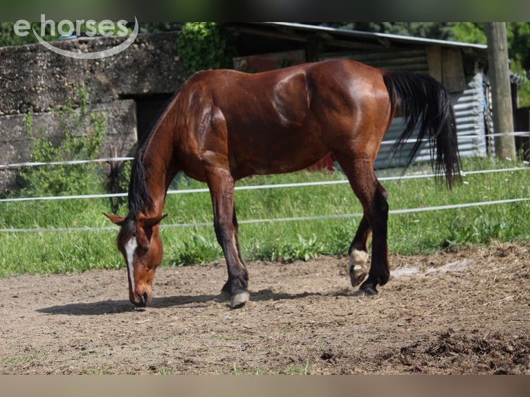 Trottatore Francese Castrone 11 Anni 177 cm Baio in Cruas