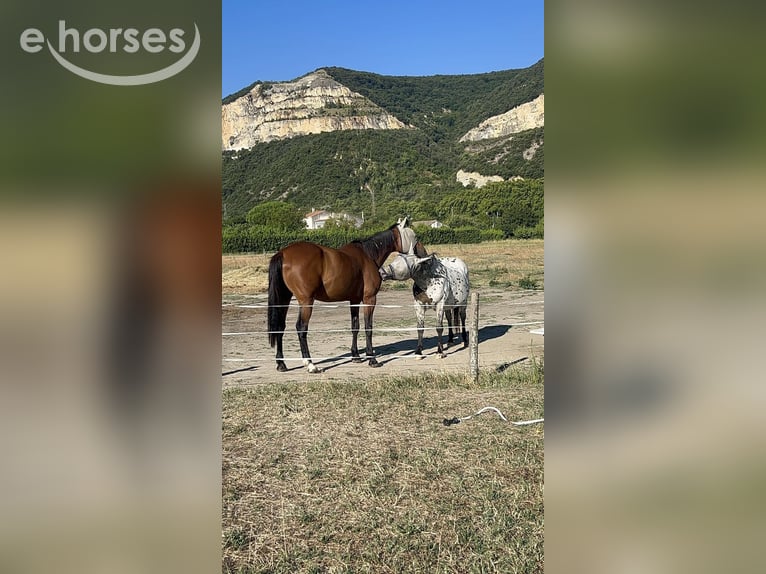 Trottatore Francese Castrone 11 Anni 177 cm Baio in Cruas