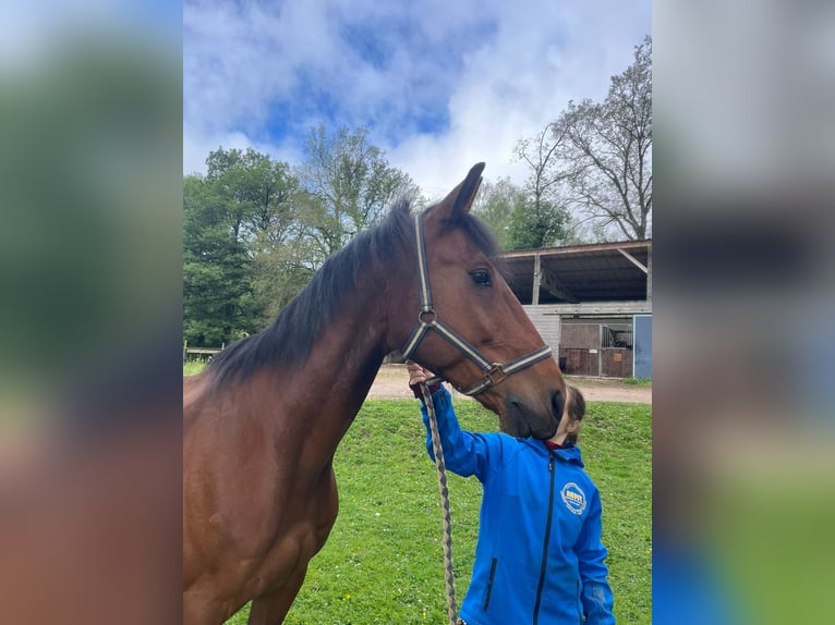 Trottatore Francese Castrone 12 Anni 160 cm Baio in LA GACILLY