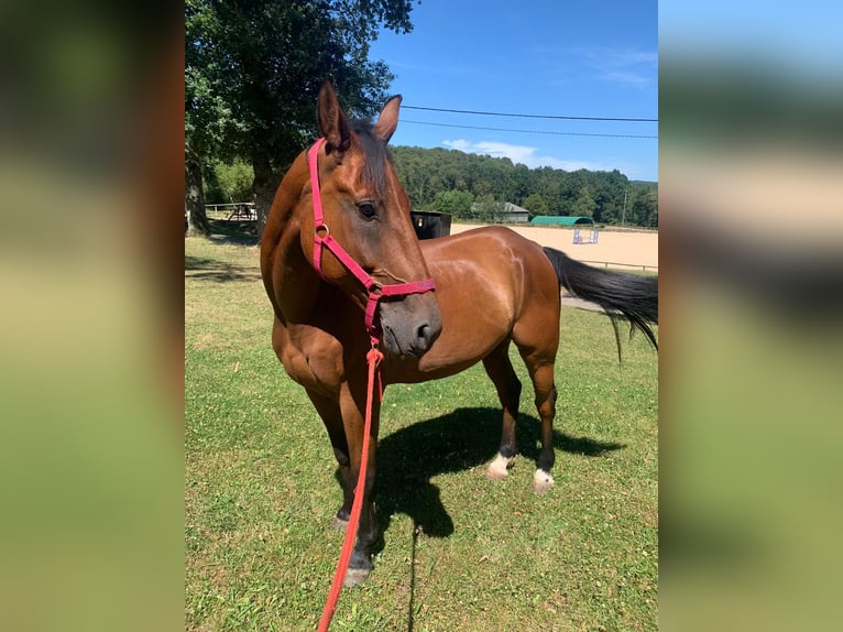 Trottatore Francese Castrone 12 Anni 160 cm Baio in LA GACILLY