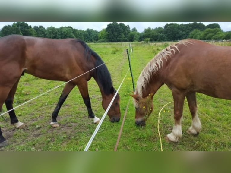 Trottatore Francese Castrone 12 Anni 168 cm Baio in Le Plessis-Pâté