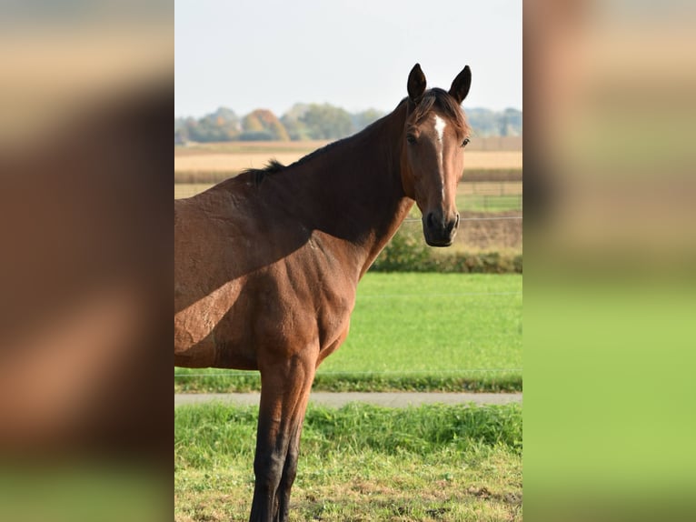 Trottatore Francese Castrone 12 Anni 170 cm Baio in Maarkedal