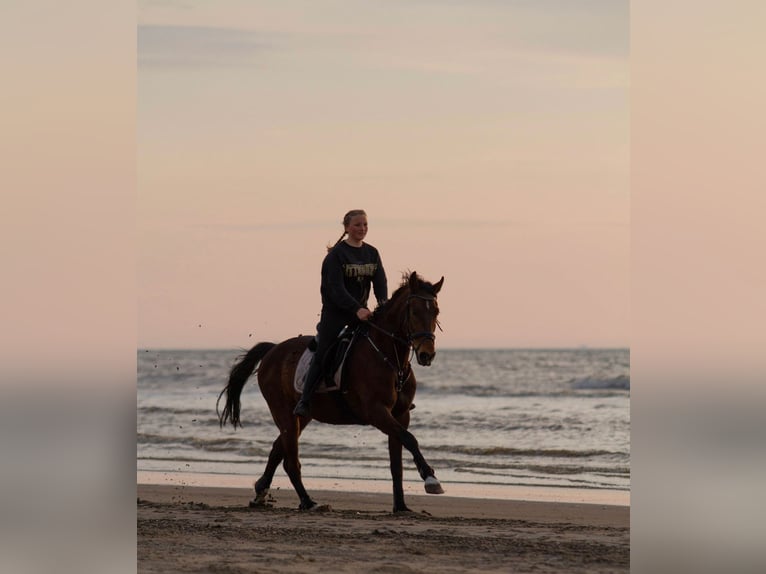Trottatore Francese Castrone 13 Anni 160 cm  in Egmond aan Zee