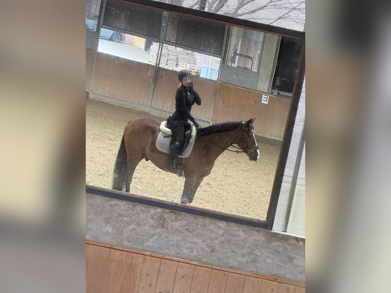 Trottatore Francese Castrone 13 Anni 167 cm Baio in Gladbeck