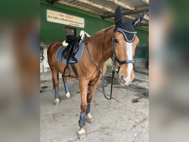 Trottatore Francese Castrone 13 Anni 170 cm Sauro in Oschersleben