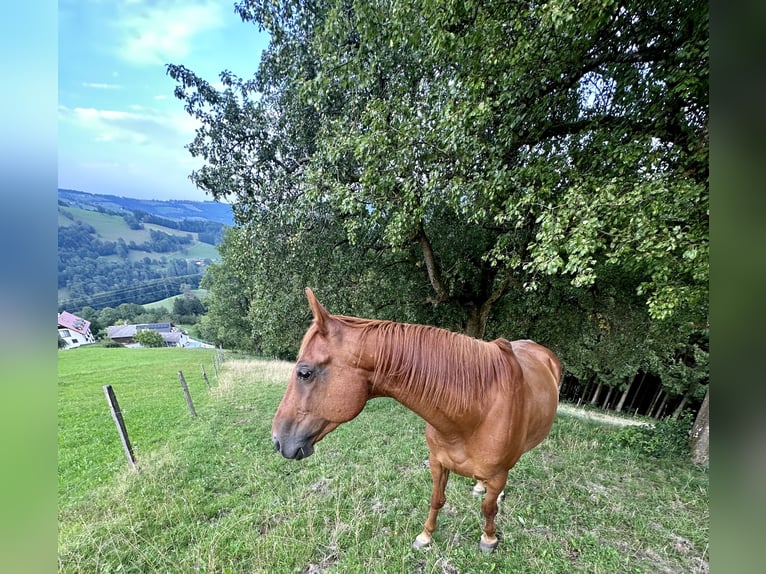 Trottatore Francese Castrone 14 Anni 160 cm Sauro in Randegg