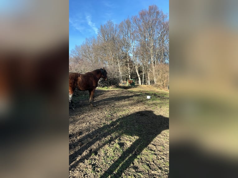 Trottatore Francese Castrone 19 Anni 162 cm Baio in Clermont-Ferrand