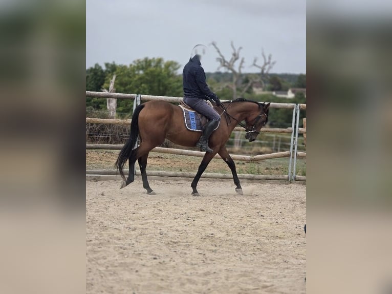 Trottatore Francese Castrone 4 Anni 157 cm Baio in VAUMAS