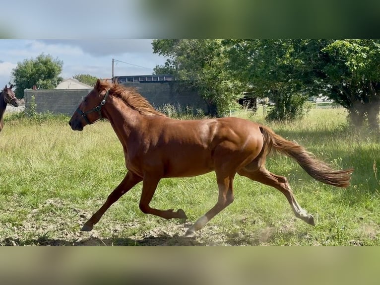 Trottatore Francese Castrone 4 Anni 160 cm Sauro in Saint Brevin Les Pins