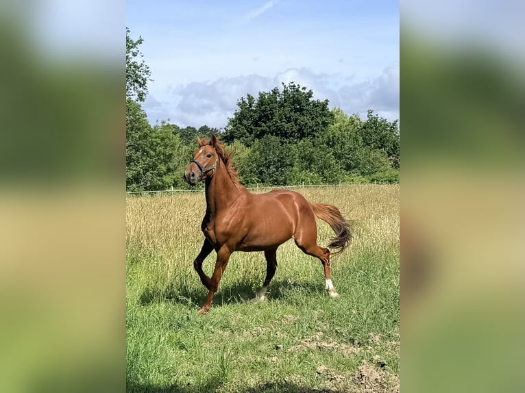 Trottatore Francese Castrone 4 Anni 160 cm Sauro in Saint Brevin Les Pins