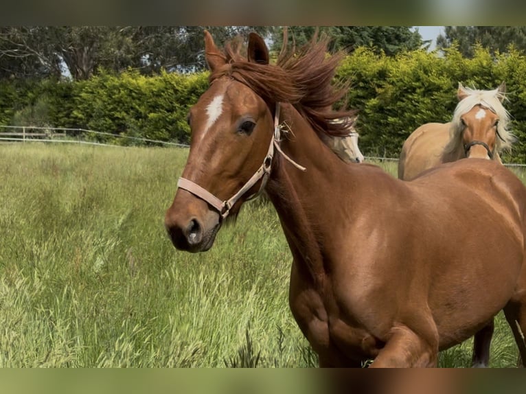 Trottatore Francese Castrone 4 Anni 160 cm Sauro in Saint-Brevin-les-Pins