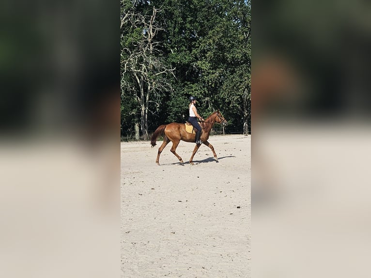 Trottatore Francese Castrone 4 Anni 165 cm Sauro in Saint-Ciers-d'Abzac