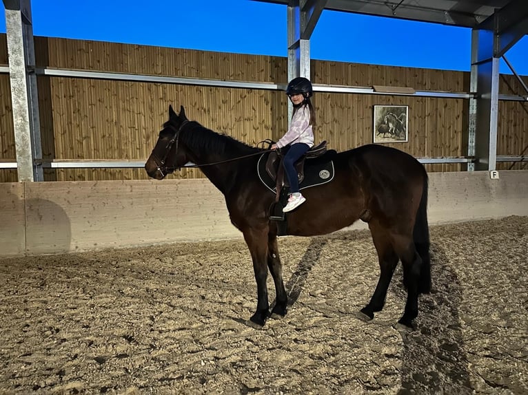 Trottatore Francese Castrone 4 Anni 170 cm Baio scuro in Neuch&#xE2;tel