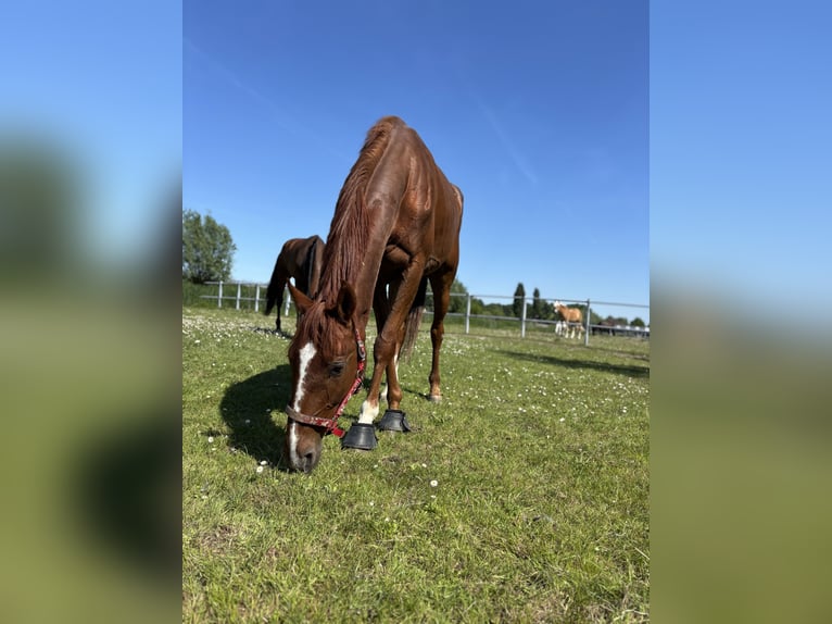 Trottatore Francese Castrone 5 Anni 167 cm Sauro in Hoek van Holland