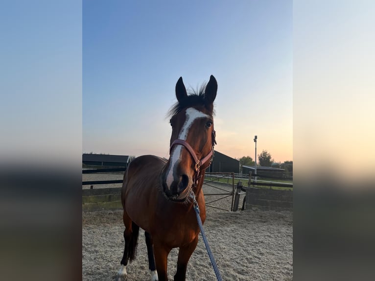 Trottatore Francese Castrone 5 Anni 170 cm Baio in Nieuwerbrug aan den Rijn