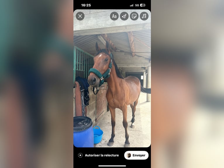 Trottatore Francese Castrone 5 Anni 172 cm Baio in St romain de Jalionas