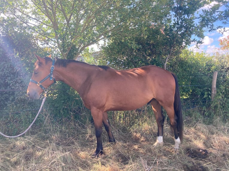 Trottatore Francese Castrone 6 Anni 155 cm Baio in Chauché