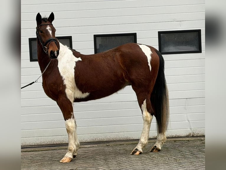 Trottatore Francese Castrone 6 Anni 158 cm Pezzato in Someren