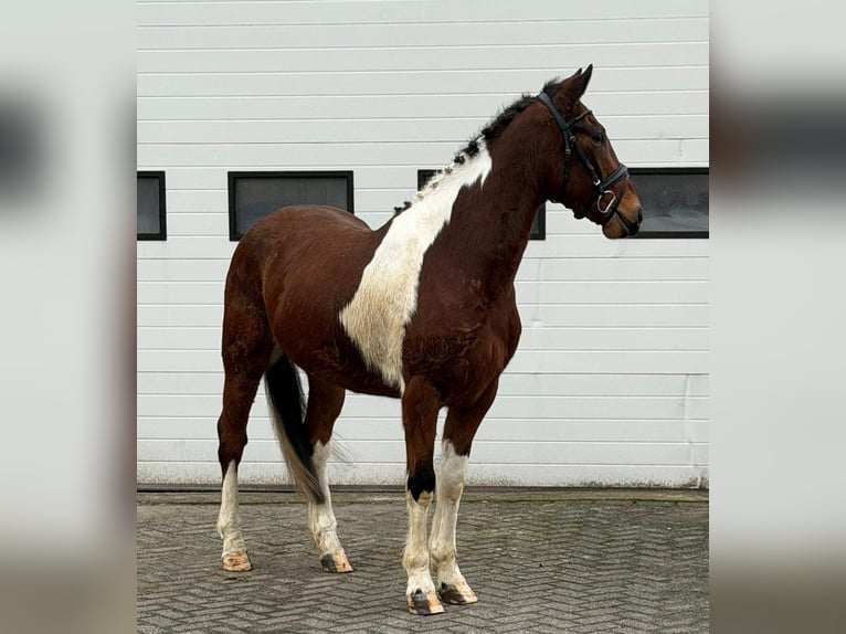 Trottatore Francese Castrone 6 Anni 158 cm Pezzato in Someren