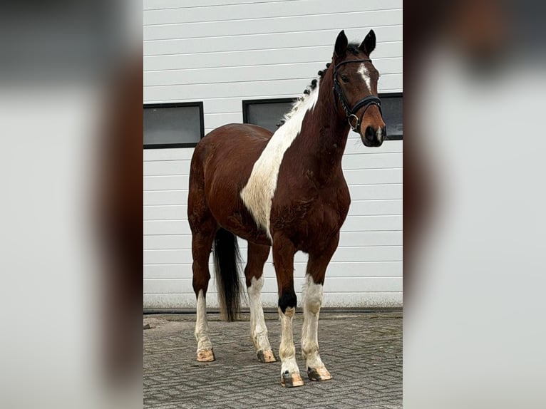 Trottatore Francese Castrone 6 Anni 158 cm Pezzato in Someren