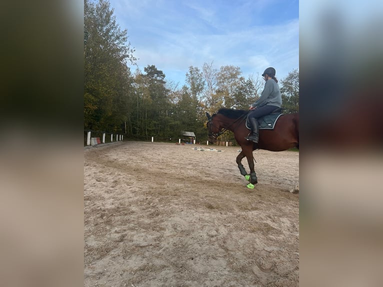 Trottatore Francese Castrone 7 Anni 165 cm Baio in Sebnitz