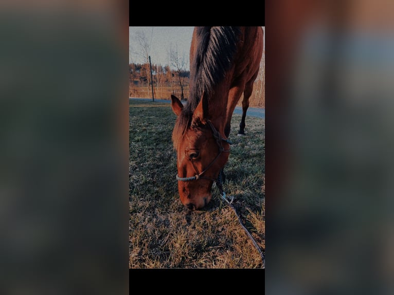 Trottatore Francese Castrone 8 Anni 165 cm Baio in Siegsdorf