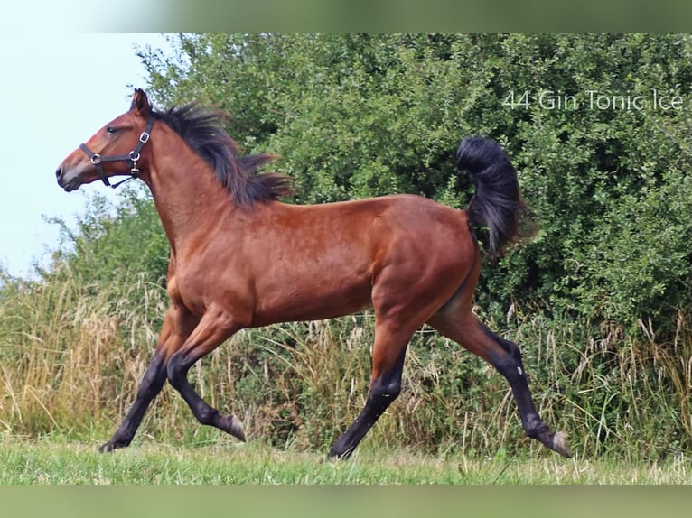 Trottatore Francese Castrone 8 Anni 167 cm Baio ciliegia in Berceni